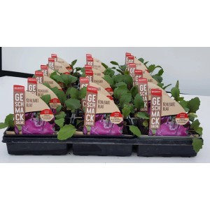 6er Schale Blauer Kohlrabi (Brassica oleracea var. gongylodes) mit violetten Knollen und grünen Blättern.