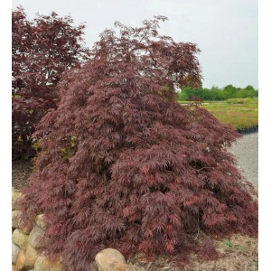Fächerahorn Inaba Shidare (Hochstamm, 80-100cm) mit tiefroten Blättern im Garten.