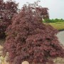 Fächerahorn Inaba Shidare (Hochstamm, 80-100cm) mit tiefroten Blättern im Garten.