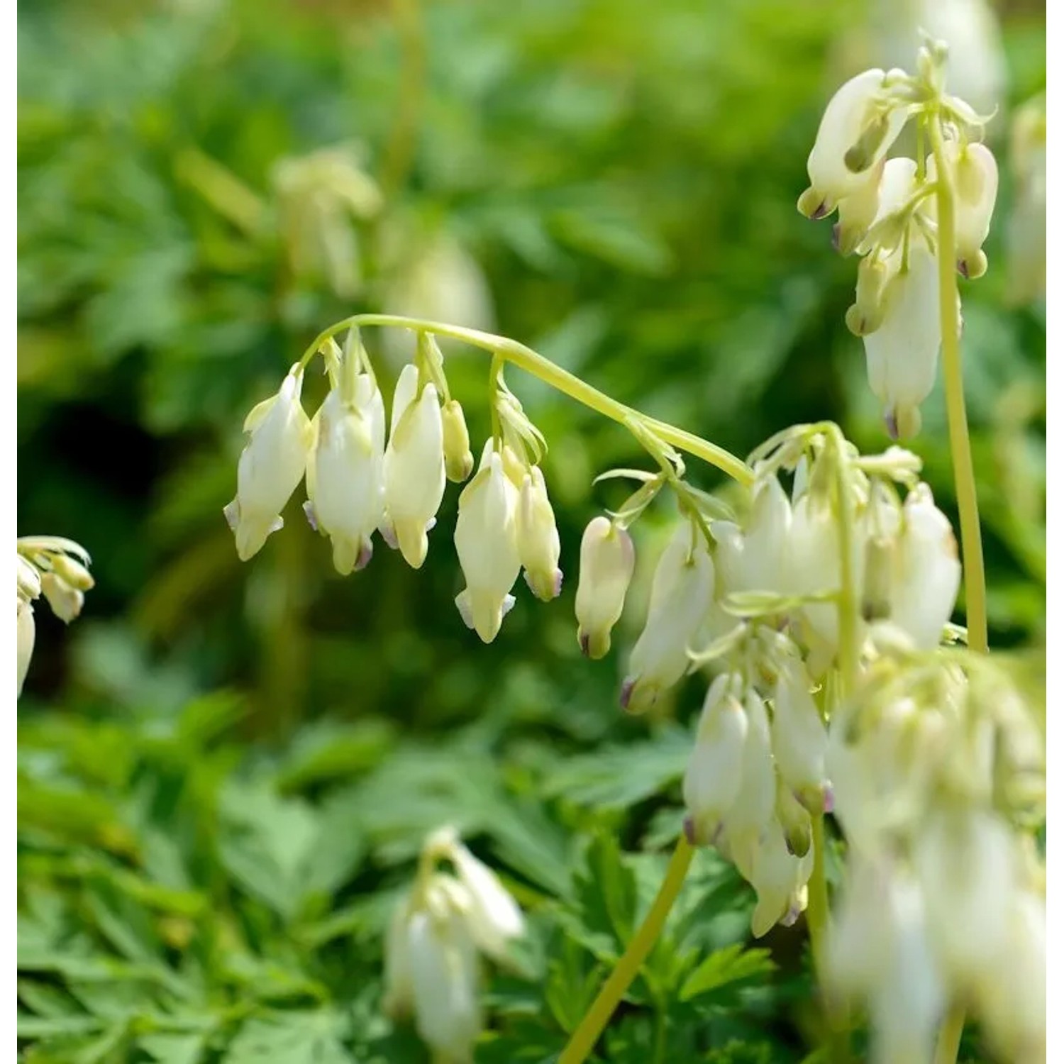 Zwergherzblume Langtrees - Dicentra formosa