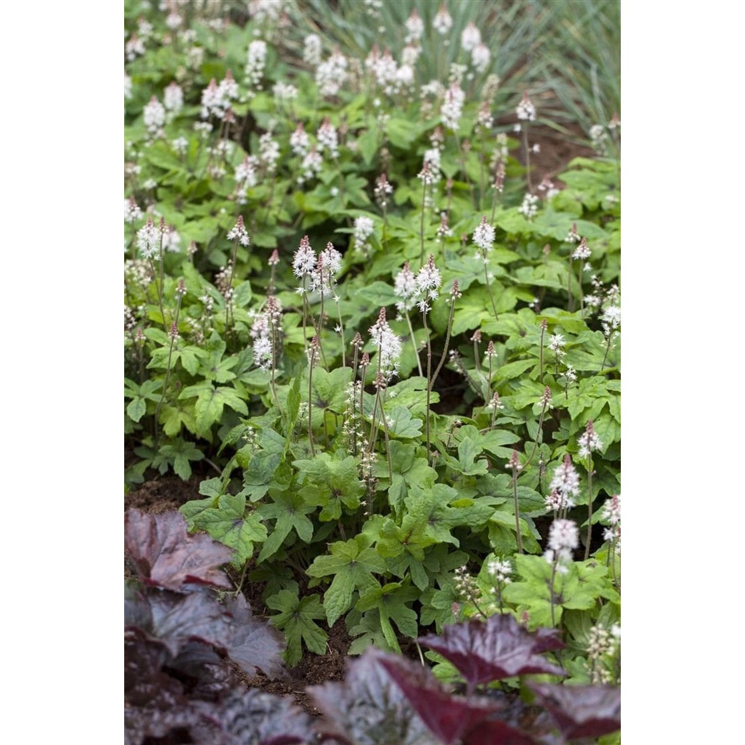 Tiarella Laciniata Spring Symphony Schaumblüte Ca. 11x11 cm Topf günstig online kaufen