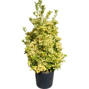 Japanischer Spindelstrauch Elegantissimus Aureus im Topf, goldgelb gerandetes Laub.