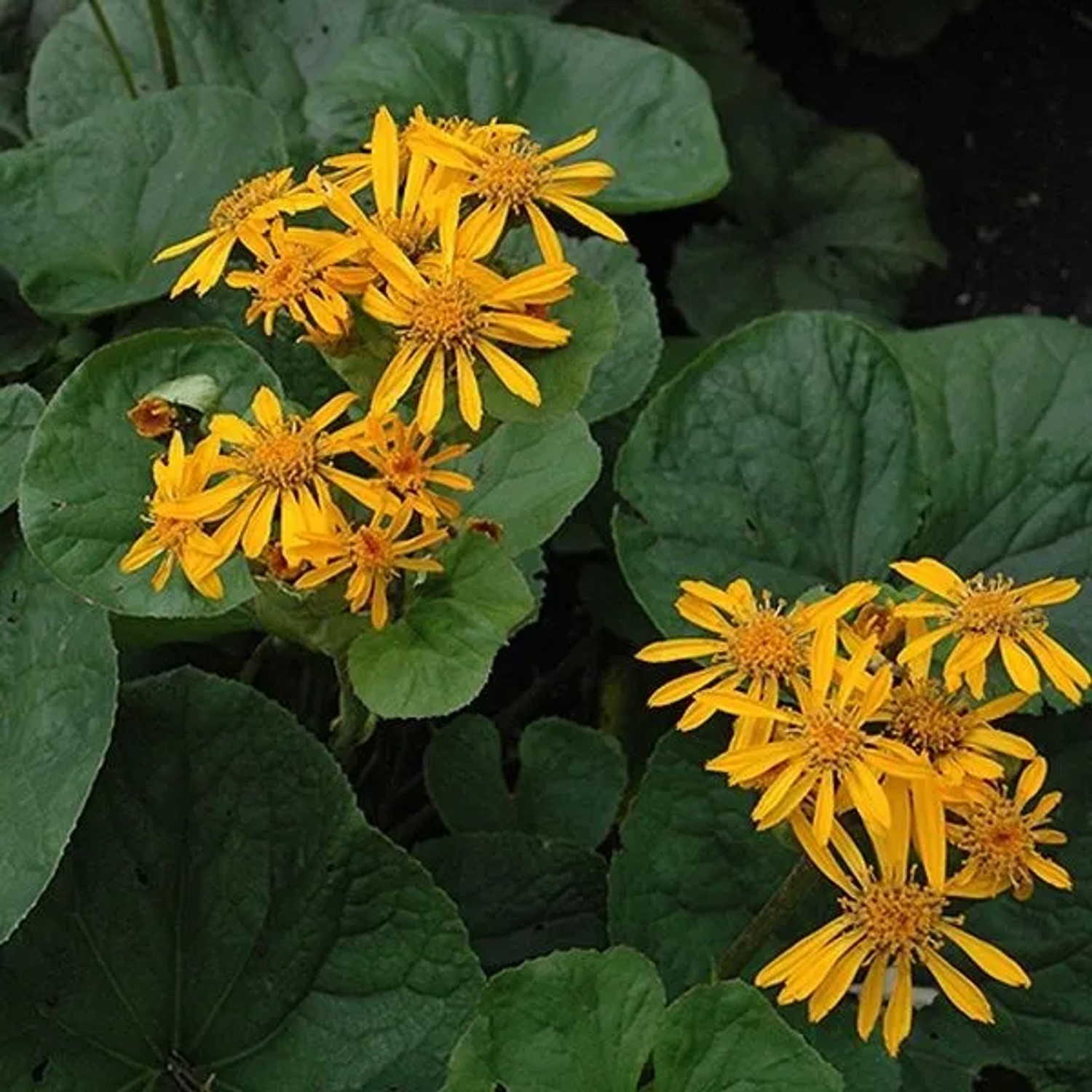 6 x Goldkolben 'Desdemona' Ligularia dentata Topf 9cm Dunkles Laub