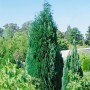 Blaue Säulenzypresse 'Alumii' (150-175 cm) als Heckenpflanze im Garten.