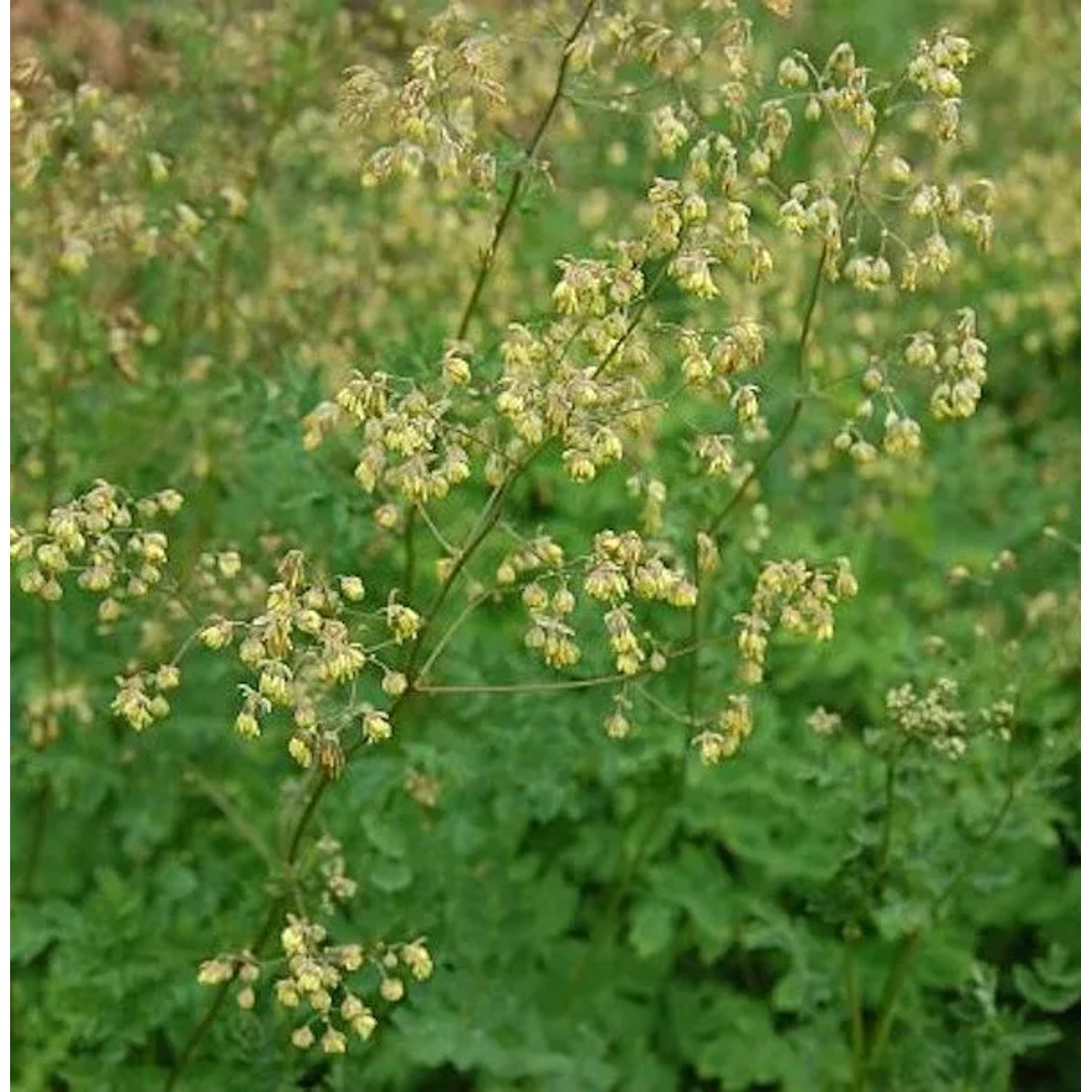 Kleine Wiesenraute - Thalictrum minus