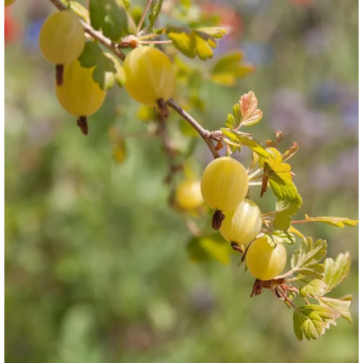 Hochstamm Stachelbeere Mucurines 80-100cm - Ribes uva-crispa