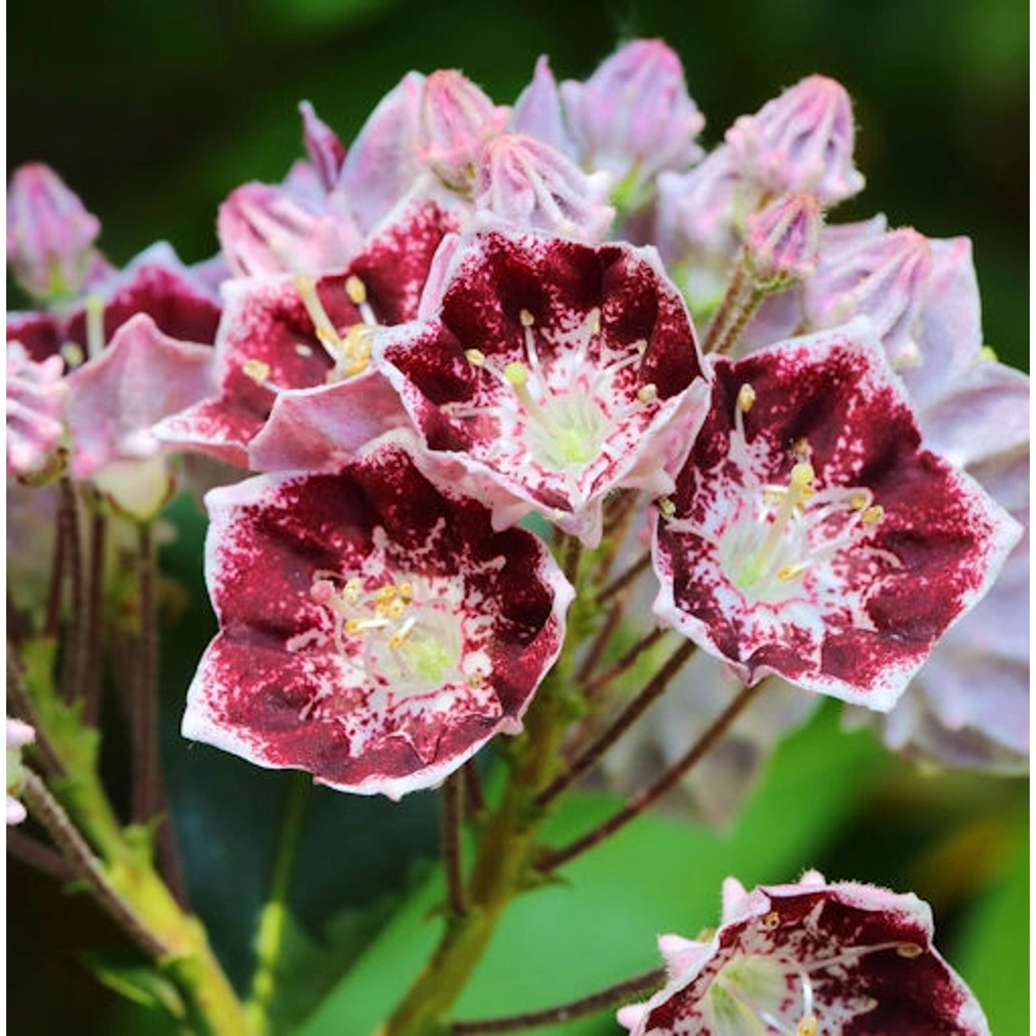 Berglorbeer Pinwheel 30-40cm - Kalmia latifolia günstig online kaufen