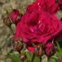 Nahaufnahme der Floribundarose Nina Weibull mit roten Blüten und Knospen.