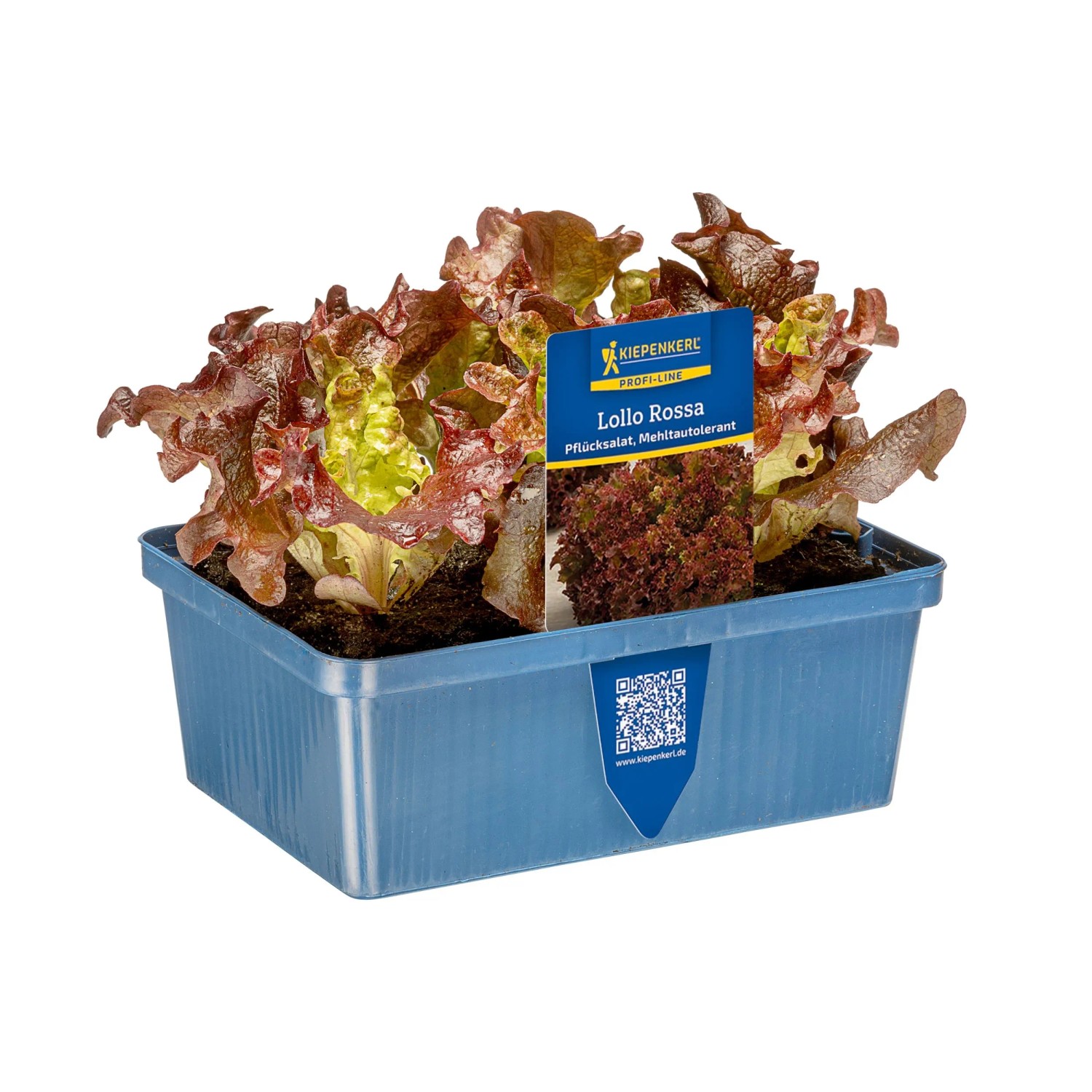 Kiepenkerl Pflücksalat "Lollo Rossa" 6er Schale Lactuca sativa