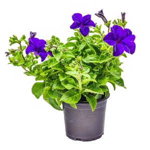 Beetpflanzen im Farbthema Blau im Topf (ca. 12 cm Ø), z.B. Petunien.