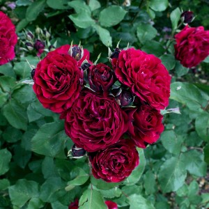 Dunkelrote Rose Renaissance im Gartenbeet, ca. 60-80 cm hoch, Topf ca. 5 l.