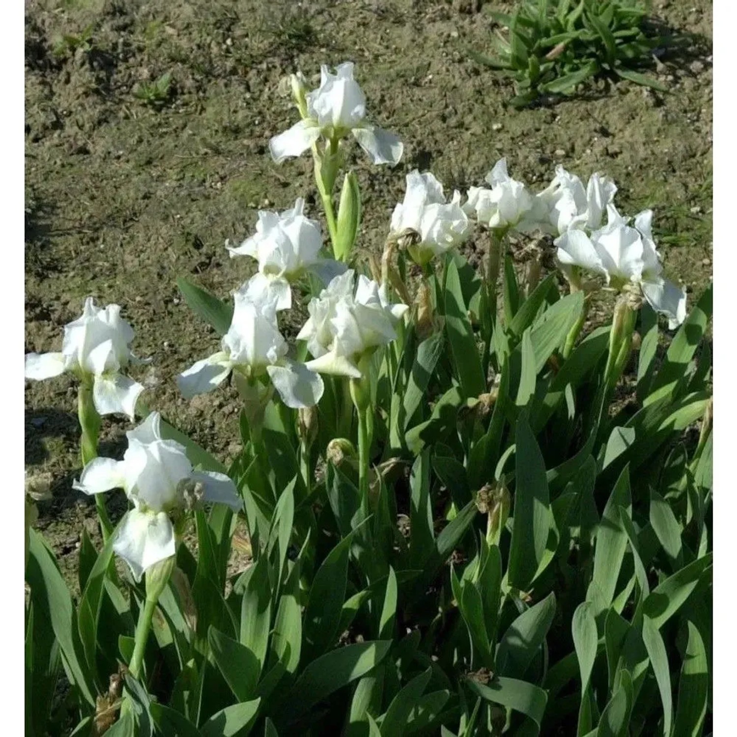 Zwergschwertlilie Lilly White - Iris barbata nana