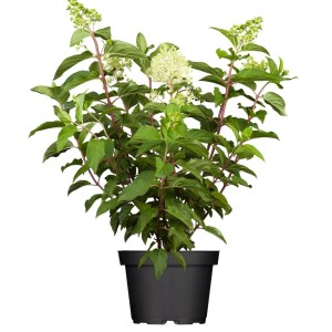 Rispenhortensie Limelight im Topf, cremeweiße Blüten, 60-100 cm hoch.