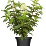 Rispenhortensie Limelight im Topf, cremeweiße Blüten, 60-100 cm hoch.