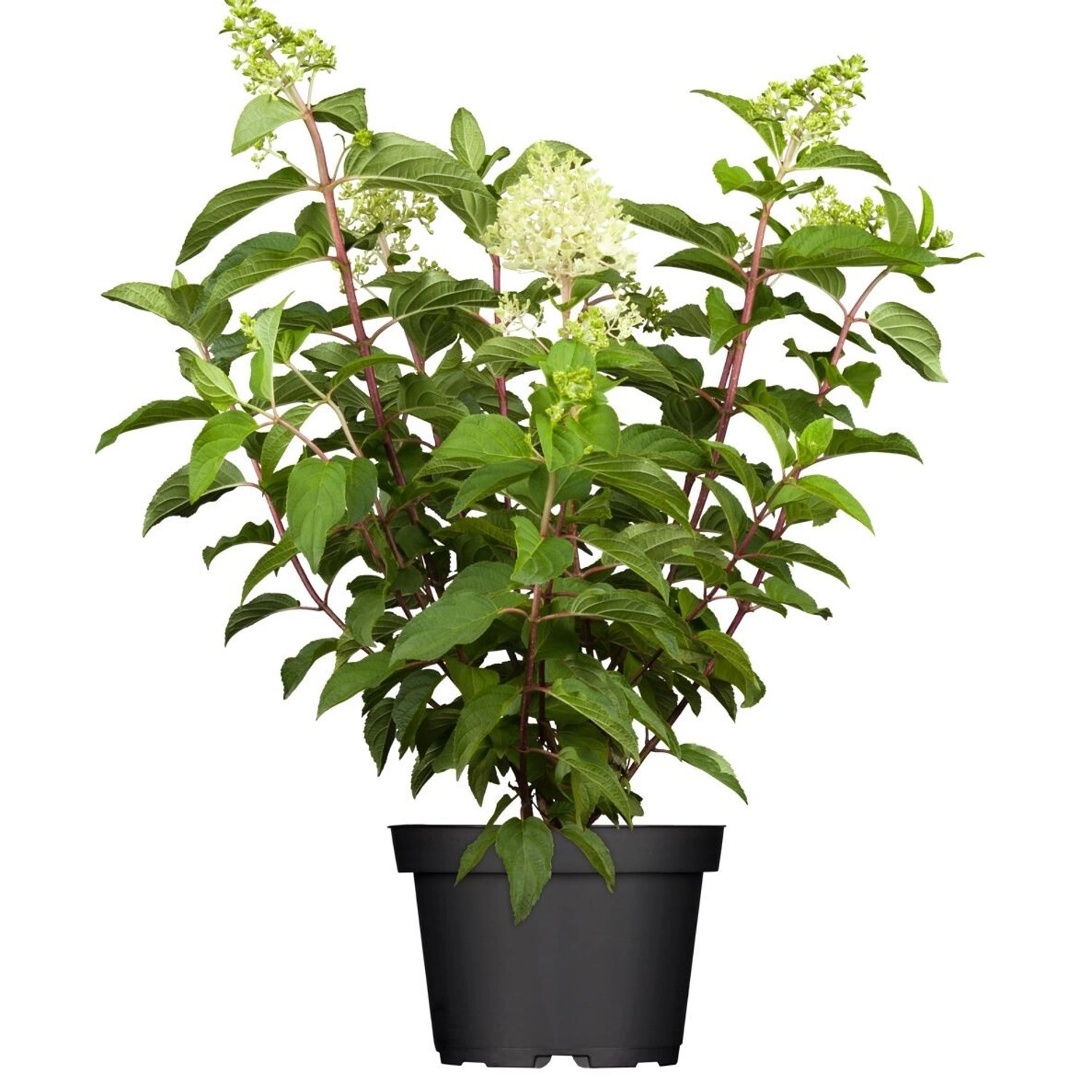 Hydrangea Paniculata Rispenhortensie Limelight S 60-100 cm günstig online kaufen
