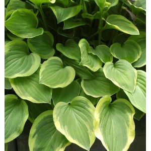 Nahaufnahme der Felsen Funkie 'Golden Tiara' (Hosta nakaiana) mit grün-gelben Blättern.