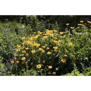 Gelbe Helianthus Decapetalus Meteor Stauden-Sonnenblumen im Gartenbeet.