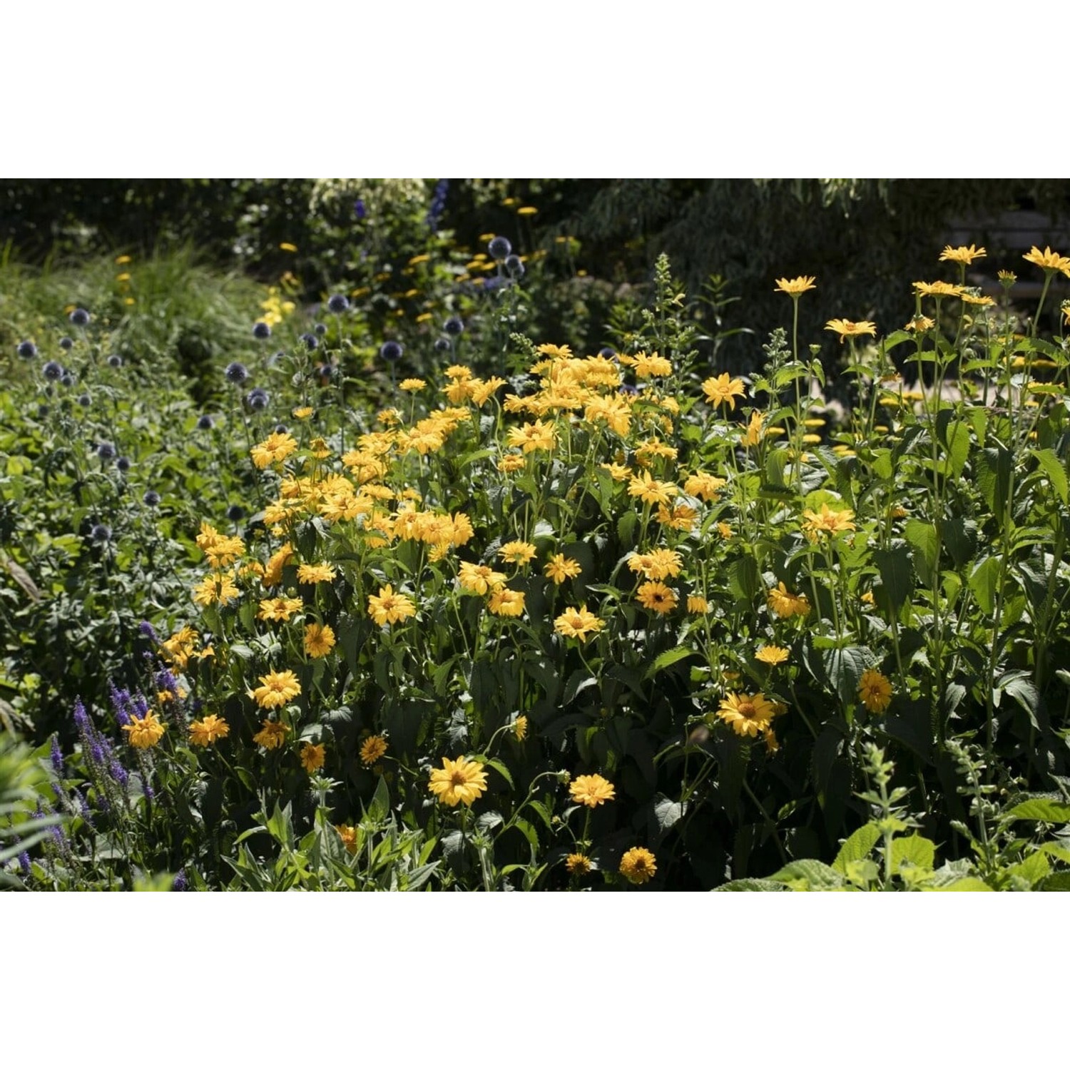 Helianthus Decapetalus Meteor Stauden Sonnenblume Ca. 11x11 cm Topf günstig online kaufen