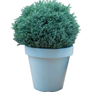 Scheinzypresse 'Blue Moon' im Topf, ca. 10-20 cm hoch. Zwergkonifere mit bläulichem Laub.