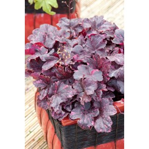 Purpurglöckchen 'Midnight Rose' im Topf: Dunkelviolettes Laub mit rosa Sprenkeln, Stauden für Beet und Kübel.