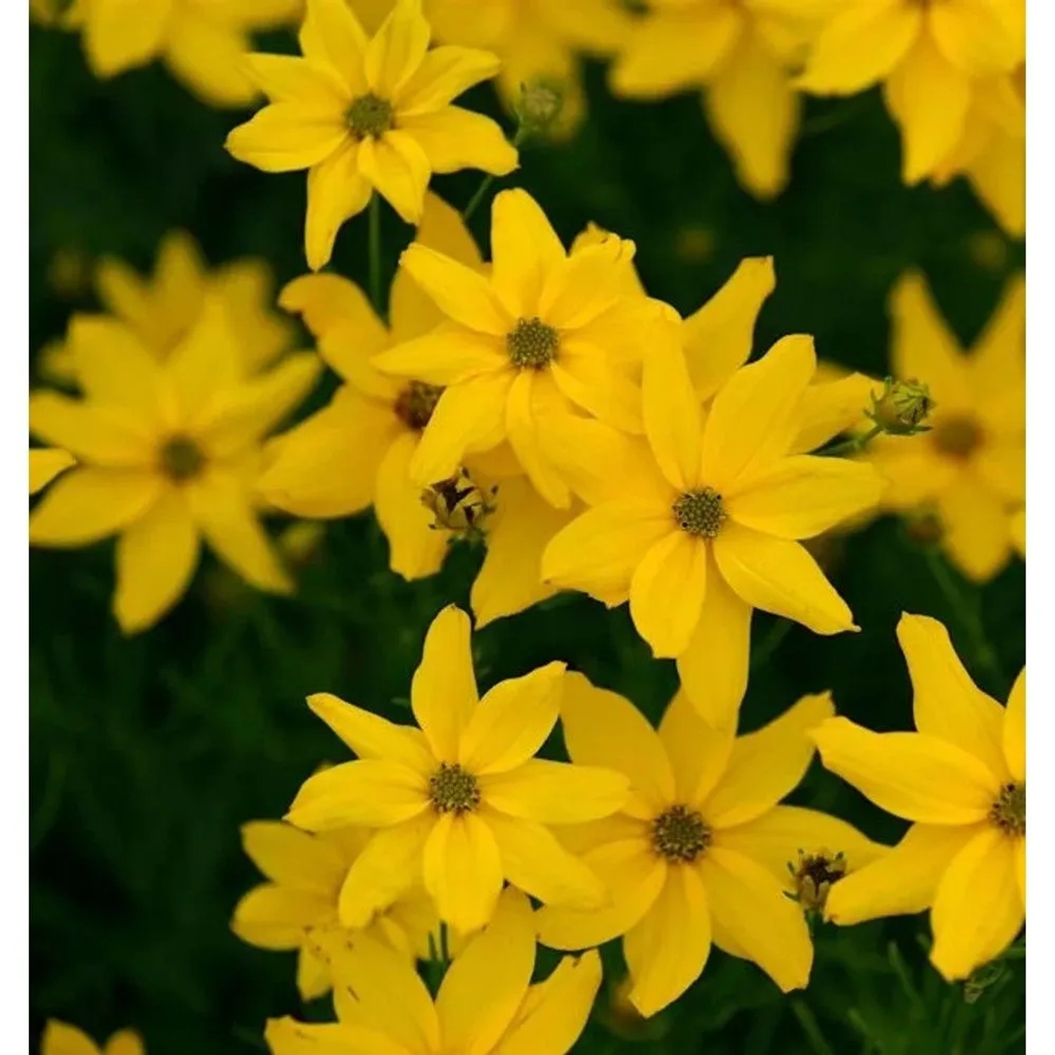 Mädchenauge Grandiflora - Coreopsis verticillata