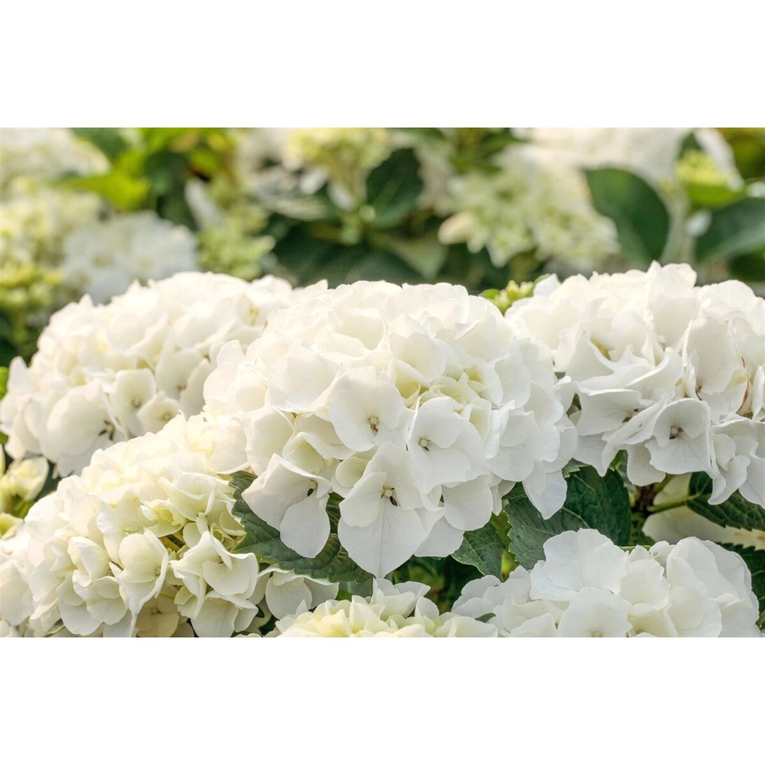 Hydrangea Mac. Bauernhortensie Bianco 40-60 cm günstig online kaufen