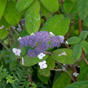 Nahaufnahme einer Samthortensie (Hydrangea sargentiana) mit lila und weißen Blüten vor grünen Blättern.