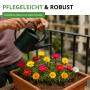 Gefüllte Portulakröschen-Mischung im Topf, bewässert mit Gießkanne. Blumensamen für farbenfrohe Sommerblumen.