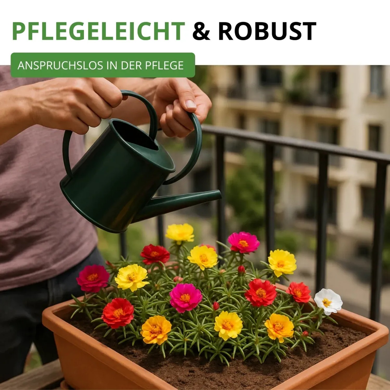 Gefüllte Portulakröschen-Mischung im Topf, bewässert mit Gießkanne. Blumensamen für farbenfrohe Sommerblumen.