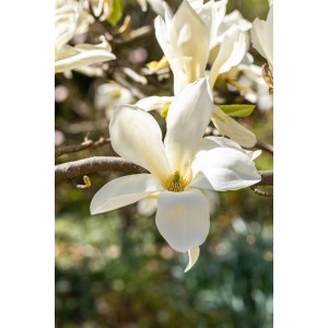 Nahaufnahme einer weißen Magnolie 'Fairy White' Blüte. Elegante, duftende Blüte einer Magnolien Pflanze.