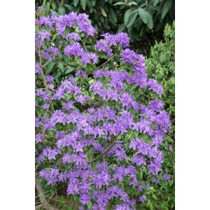 Rosa blühender Rhododendron Oreotrephes, 60–70 cm hoch, buschiger Strauch.