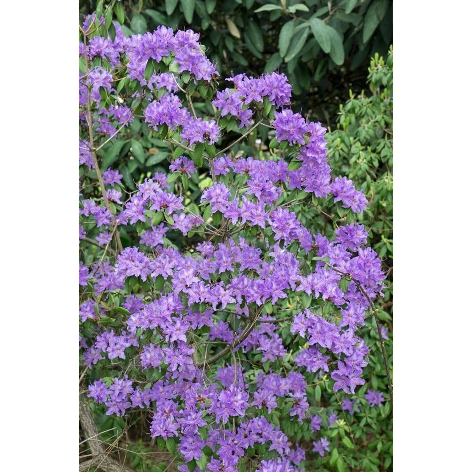 Rhododendron Oreotrephes Rosa Blüten 60–70 cm günstig online kaufen