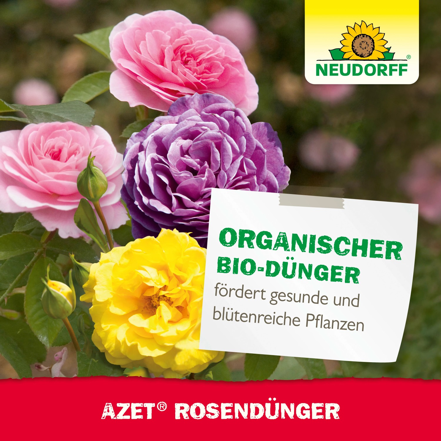 Neudorff Rosen-Dünger Azet Plus mit bunten Rosenblüten für gesundes Wachstum.