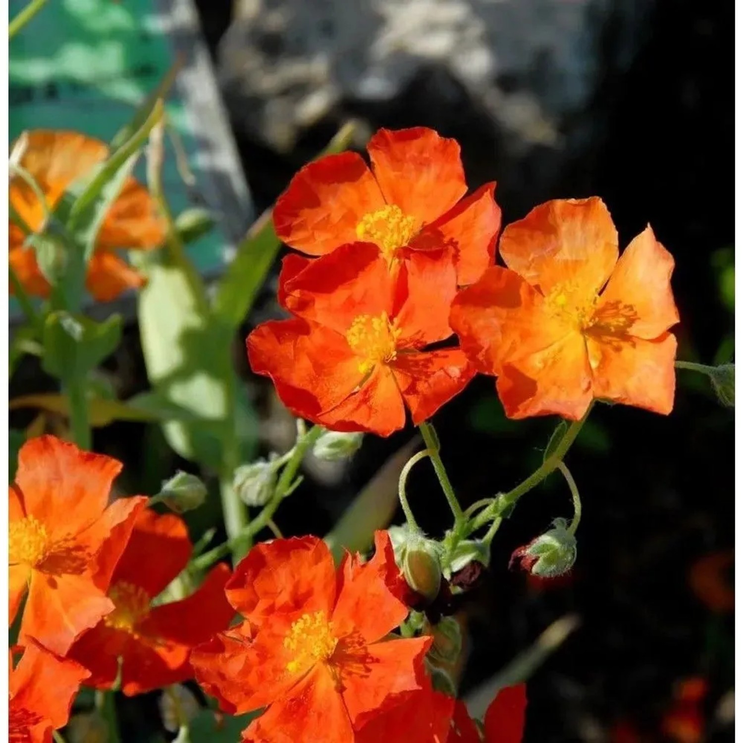 Sonnenröschen Orange Double - Helianthemum cultorum