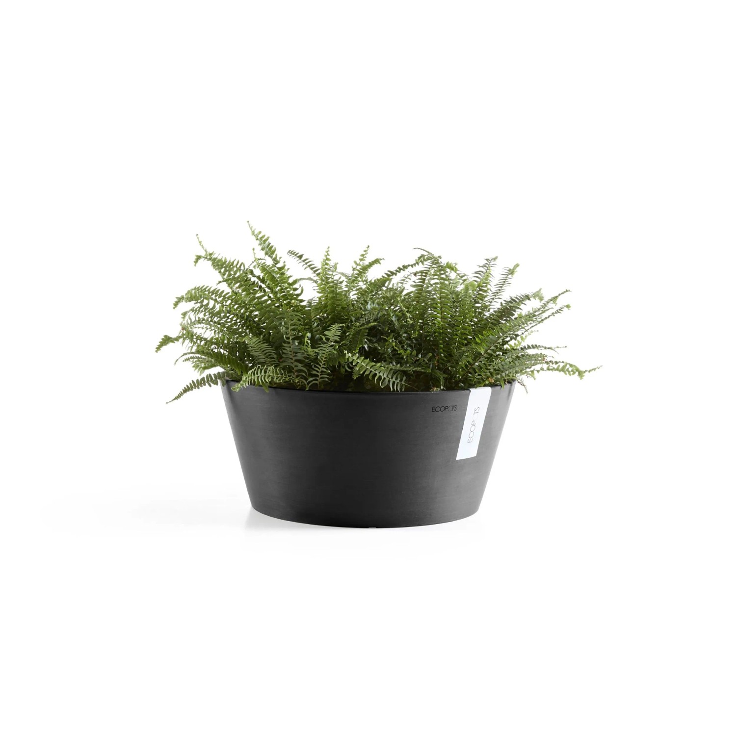 Dunkelgraue Ecopots Pflanzschale Frankfurt 40 cm mit Farn, ideal für Innen- und Außenbereich.