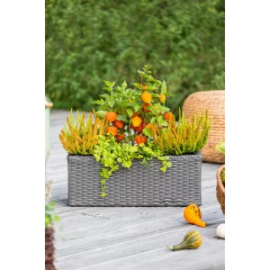 Lampionblume (Physalis alkekengi) im Topf, mit orangefarbenen Lampions und grünen Blättern.