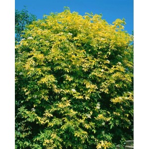 Gelblaubiger Gold-Holunder (Sambucus Nigra Aurea), 100–150 cm hoch, mit gelben Blättern und weißen Blüten.