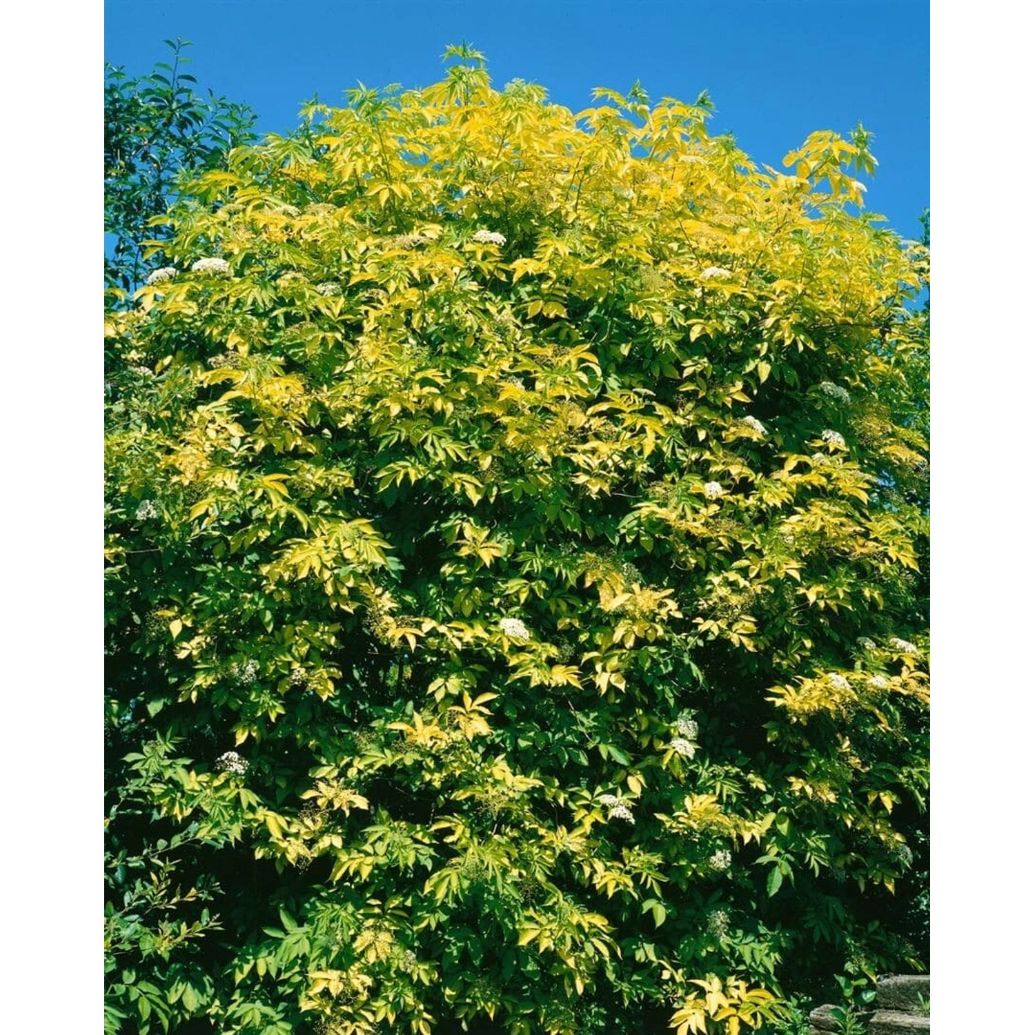 Sambucus Nigra Aurea Gold-Holunder Gelblaubig 100–150 cm günstig online kaufen