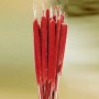 3 rote Rohrkolben (Typha large) zum Basteln und für florale Gestecke.