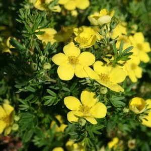Fingerstrauch 'Goldteppich' Potentilla fruticosa 25 bis 30 cm im Container Kompakt Wachsend