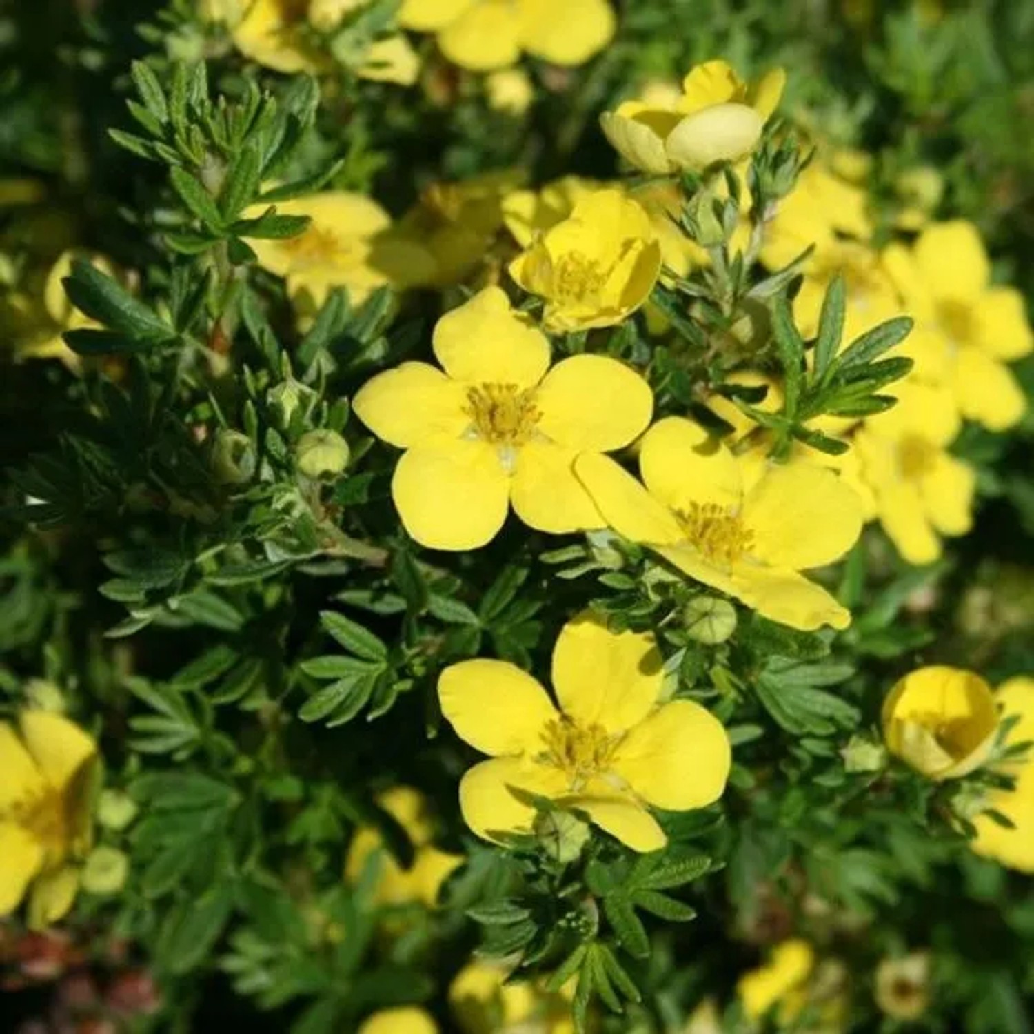 Fingerstrauch 'Goldteppich' Potentilla fruticosa 25 bis 30 cm im Container Kompakt Wachsend