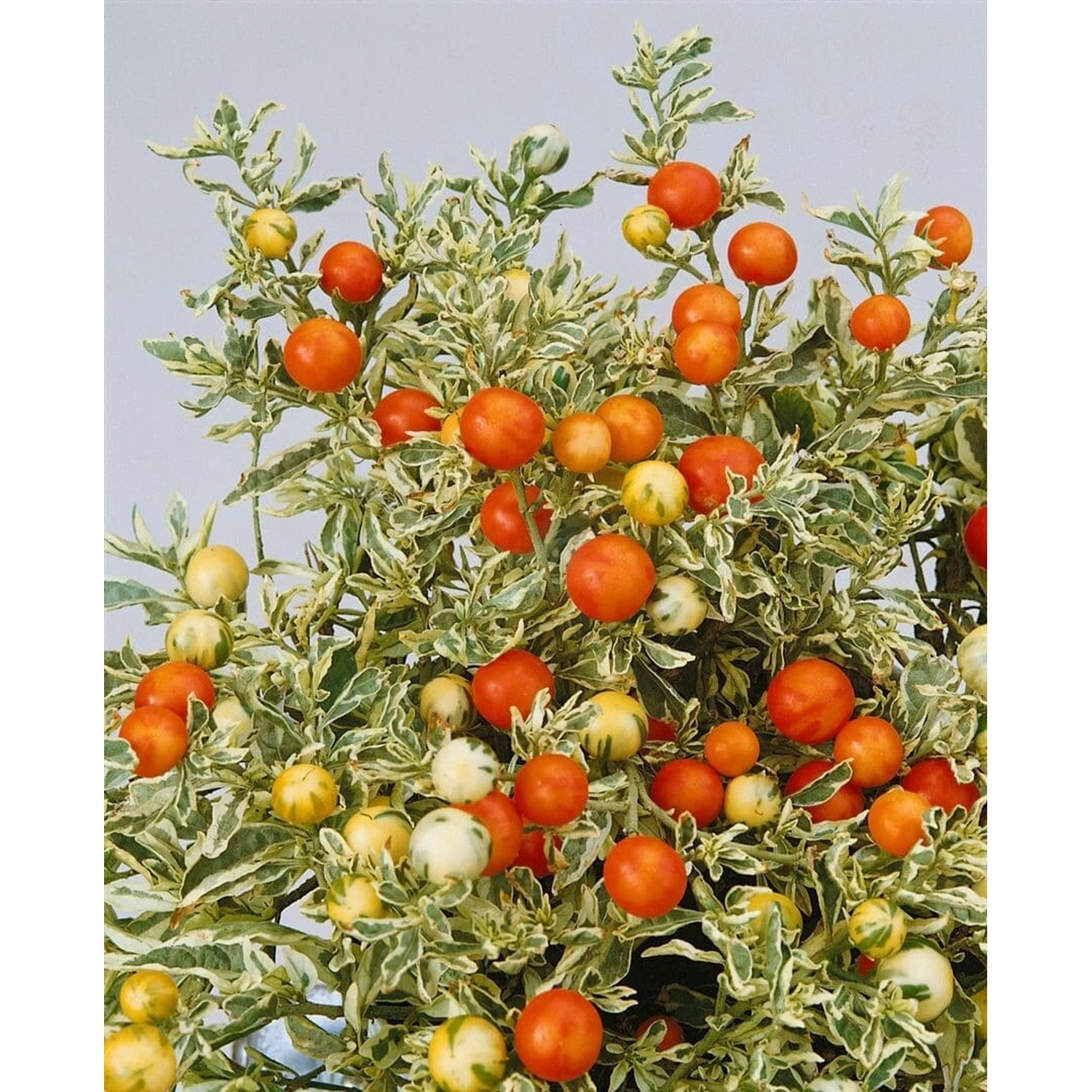 Solanum Dulcamara Bittersüßer Nachtschatten Ca. 11x11 cm Topf günstig online kaufen
