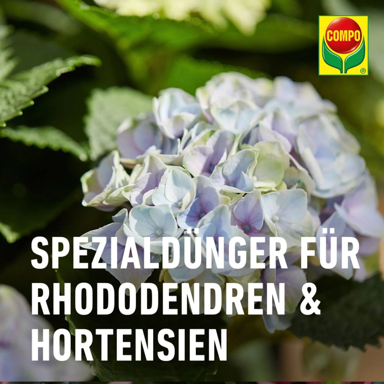 Compo Rhododendren- & Hortensien-Dnger Vital 1 kg kaufen bei OBI
