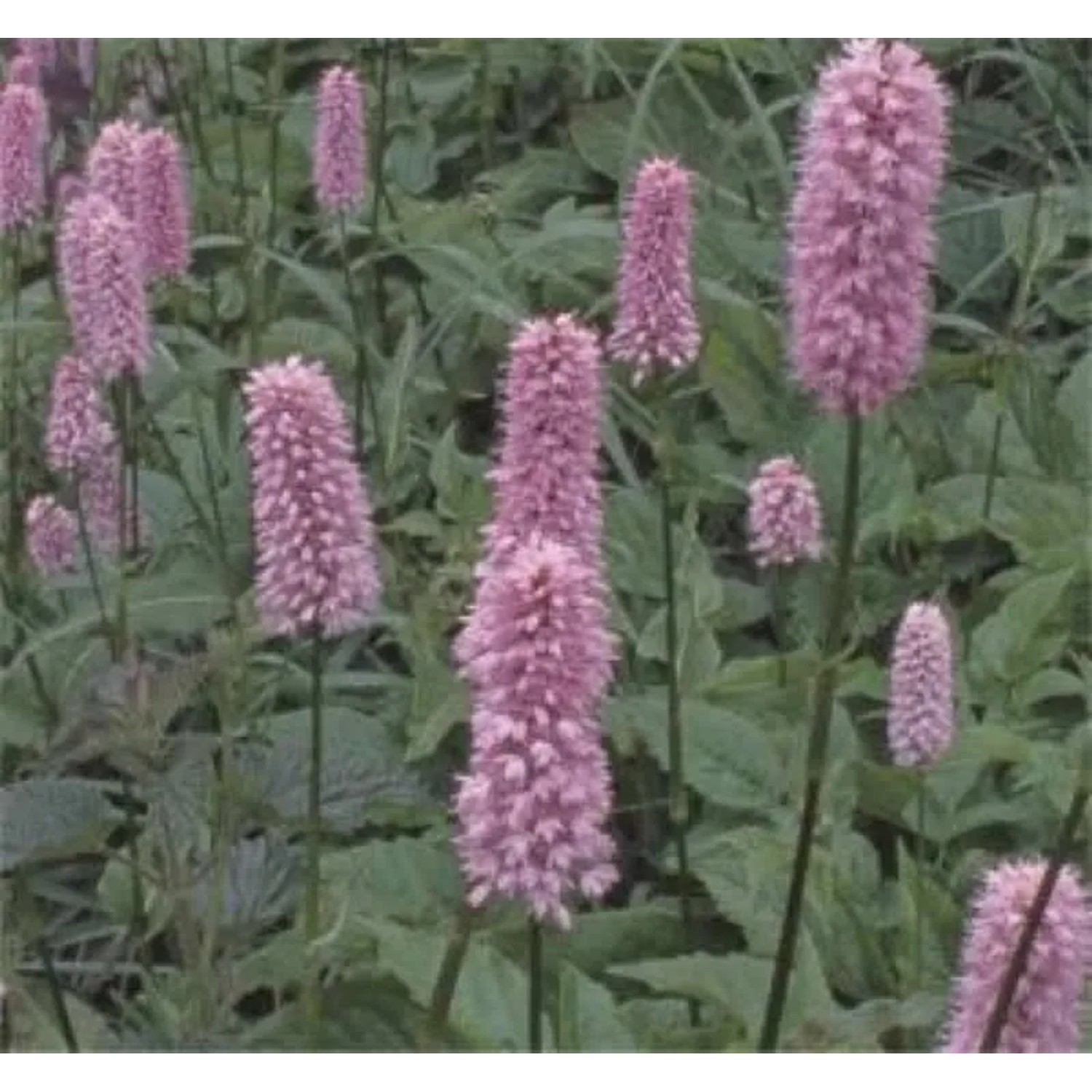 Kerzenknöterich Specioum - Persicaria amplexicaulis