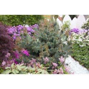 Japanische Kiefer 'Negishi' mit blaugrünen Nadeln im Garten, Stammhöhe 60 cm.