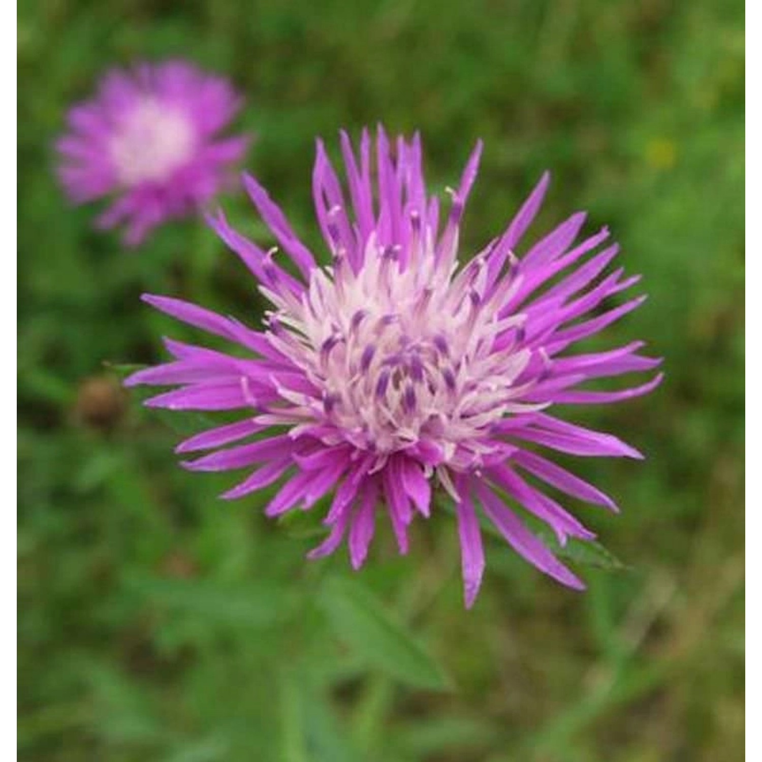 Wiesen Flockenblume - Centaurea jacea günstig online kaufen