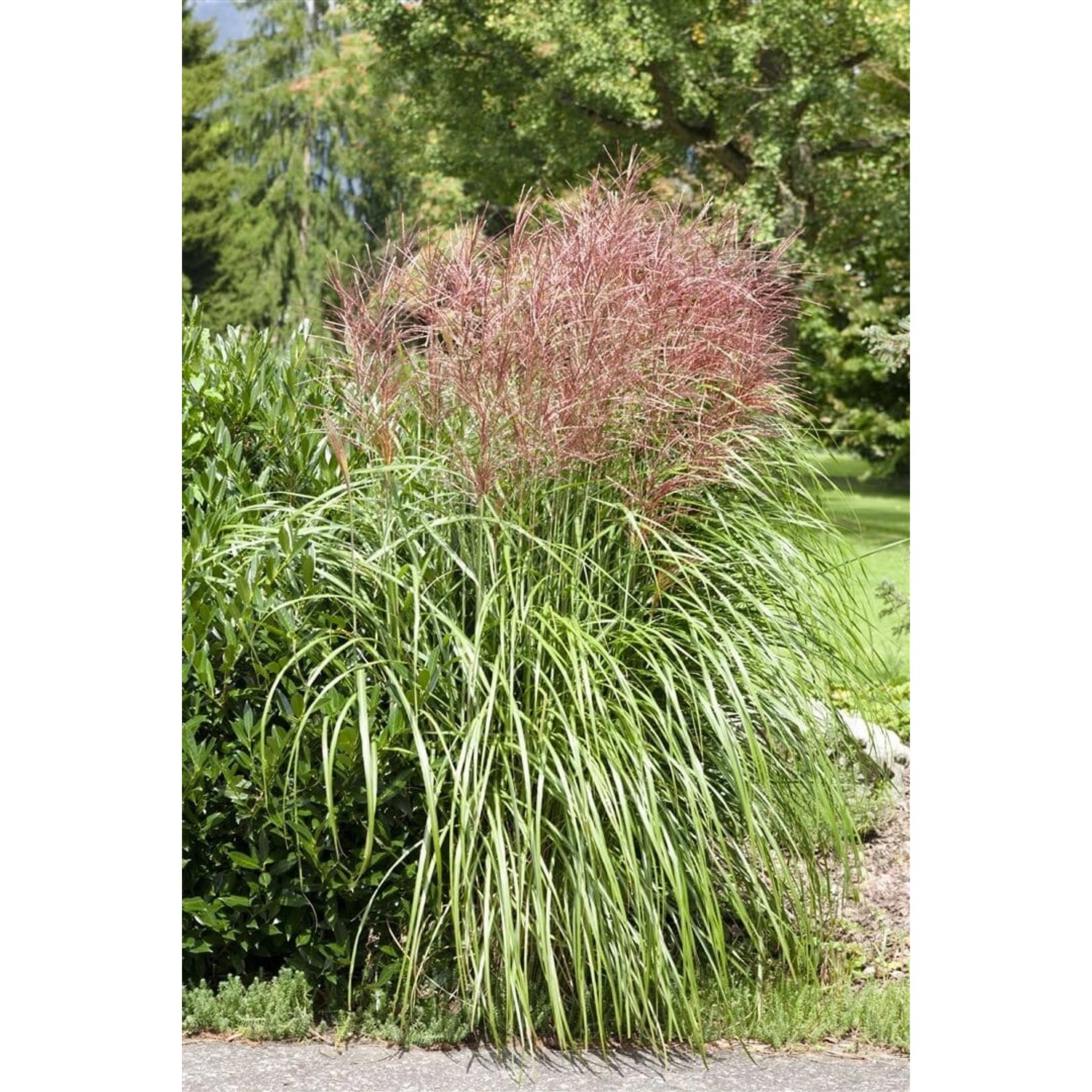 Miscanthus Sinensis Große Fontäne Chinaschilf Ca. 11x11 cm Topf günstig online kaufen
