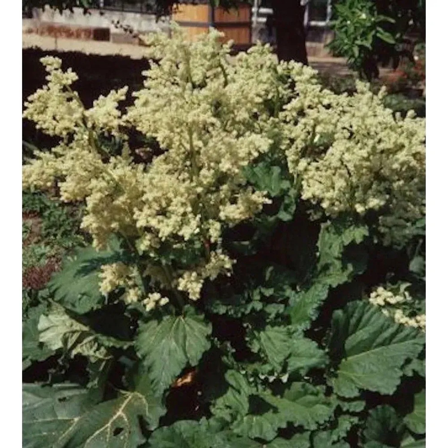 Rhabarber Glaskins Perpetual - Rheum rhabarbarum