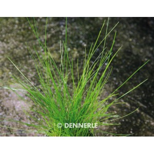 Dennerle Plants Eleocharis Acicularis, grüne Aquariumpflanze für den Vordergrund.