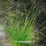 Dennerle Plants Eleocharis Acicularis, grüne Aquariumpflanze für den Vordergrund.